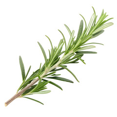 Obraz premium Fresh Rosemary Herb Sprig isolated on transparent background cutout, Png, Cutout