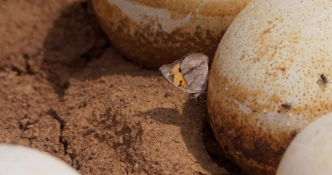 Close up of Yellow Pansy butterfly (Junonia hierta cebrene) flapping wings while resting on an ostrich egg during the afternoon in Kenya.