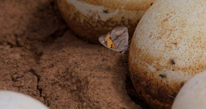 Close up of a Yellow Pansy butterfly (Junonia hierta cebrene) resting on an ostrich egg on a cloudy afternoon in Kenya.