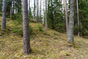 An old Pine and Spruce forest growing on a slope in rural Estonia, Northern Europe © adamikarl