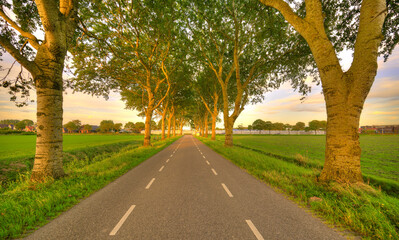 Honor guard of trees alongside a country road in The Netherlands.