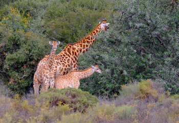 curious baby giraffe looks into the camera while the family eats.