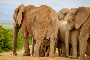 baby elephant hides under its mother