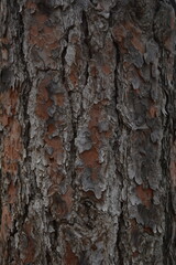 Obraz premium bark of a tree