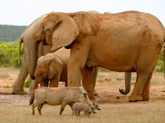 meeting of two warthog and elephant families