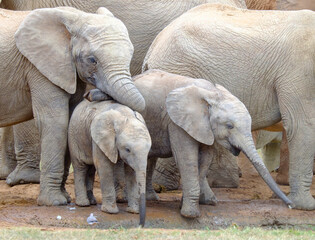 the little elephants stick together