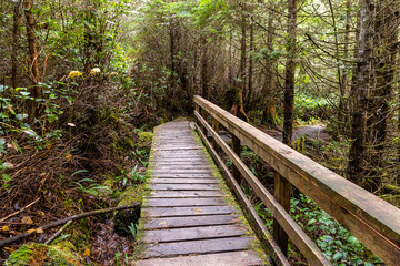 Wooden Boardwalk Through Lush Forest in Vancouver Island, Canada