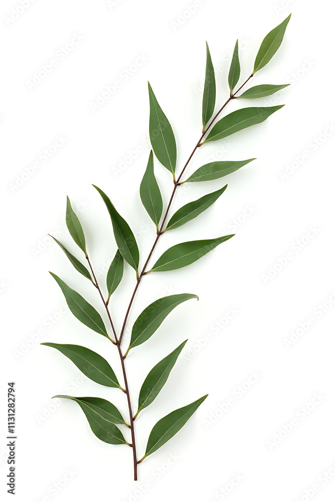 Poster eucalyptus leaves on a white background create a striking decorative design for a botanical theme in