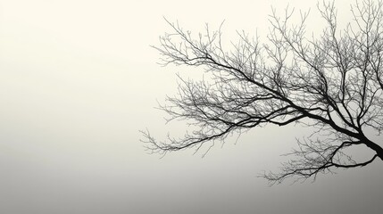 Obraz premium Barren tree branch against a foggy background