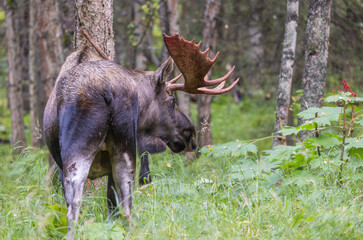 Bull Alaska Yukon Moose in Early Autumn in Alaska