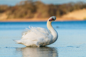 Obraz premium Mute swan looking to the camera while shaking on a lake
