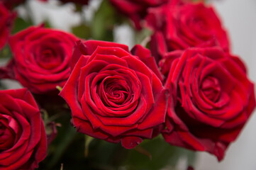 Bouquet of red roses on a white background.