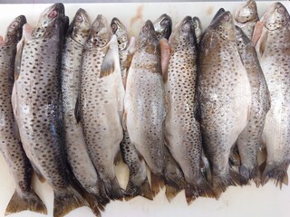 fresh fish on ice