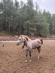 horses in the stable and in the paddock on a walk