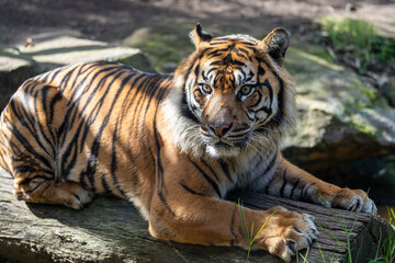 Obraz premium Sumatran Tiger laying on a log