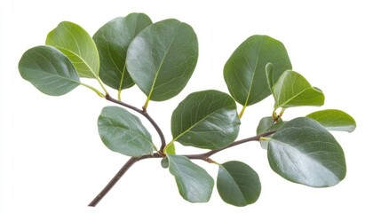 Ziziphus mauritiana Leaf Bidara Fresh Green Foliage Isolated on White Background for Botanical and Natural Design Use
