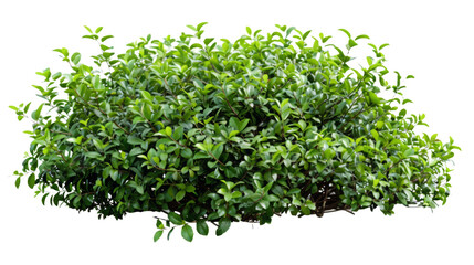 Vibrant green foliage creating a lush, natural barrier, perfect for landscape design and garden aesthetics.png