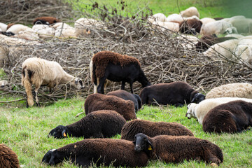 flock of sheep grazing in a meadow, Parâmio, municipality of Braganza, Trás-os-Montes and Alto...