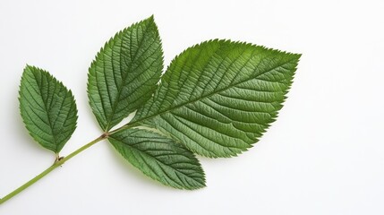 Obraz premium Blackberry leaf isolated on a white background showcasing its vibrant green color and distinct leaf structure for botanical use