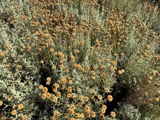 Santolina Chamaecyparissus (Grey Lavantin) in the botanical garden. Santolina chamaecyparissus,...