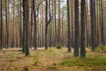 A beautiful natural forest in the Knyszyńska Forest
