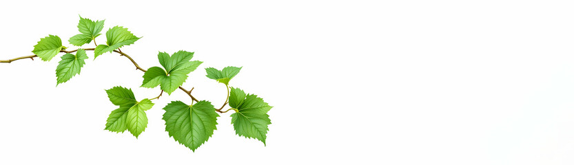 A branch with multiple vibrant green leaves isolated on a white background. The leaves are detailed, showing their veining and serrated edges. The image is clean and simple.