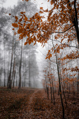 Cicha mgła © Krzysztofa