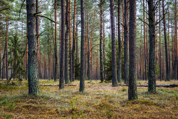 Obraz premium A beautiful natural forest in the Knyszyńska Forest 