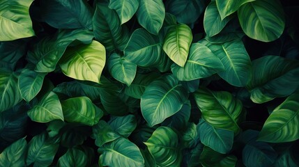 Fototapeta premium Lush green leaves backdrop for nature themes Closeup view of verdant foliage in sunlight perfect for banners and templates