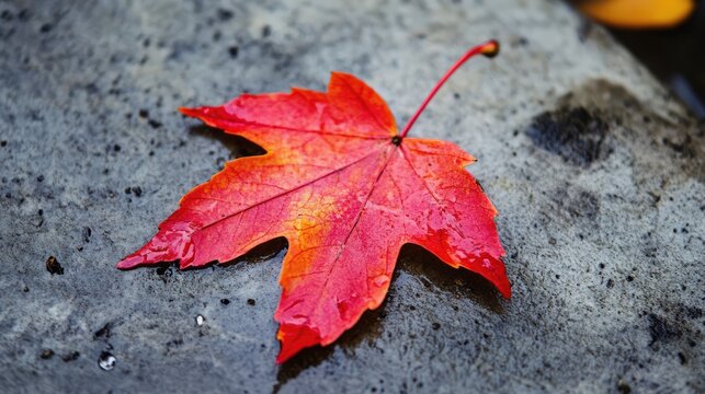 Vibrant red maple leaf on stone surface with water droplets showcasing nature's beauty in macro photography