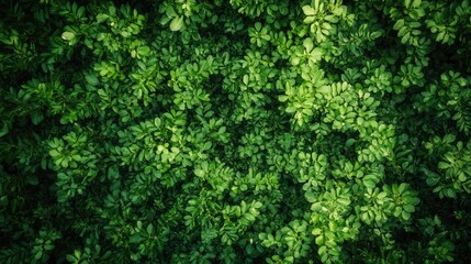 Fototapeta premium Lush green foliage texture showcasing vibrant leaves in natural sunlight for environmental and nature-themed projects.