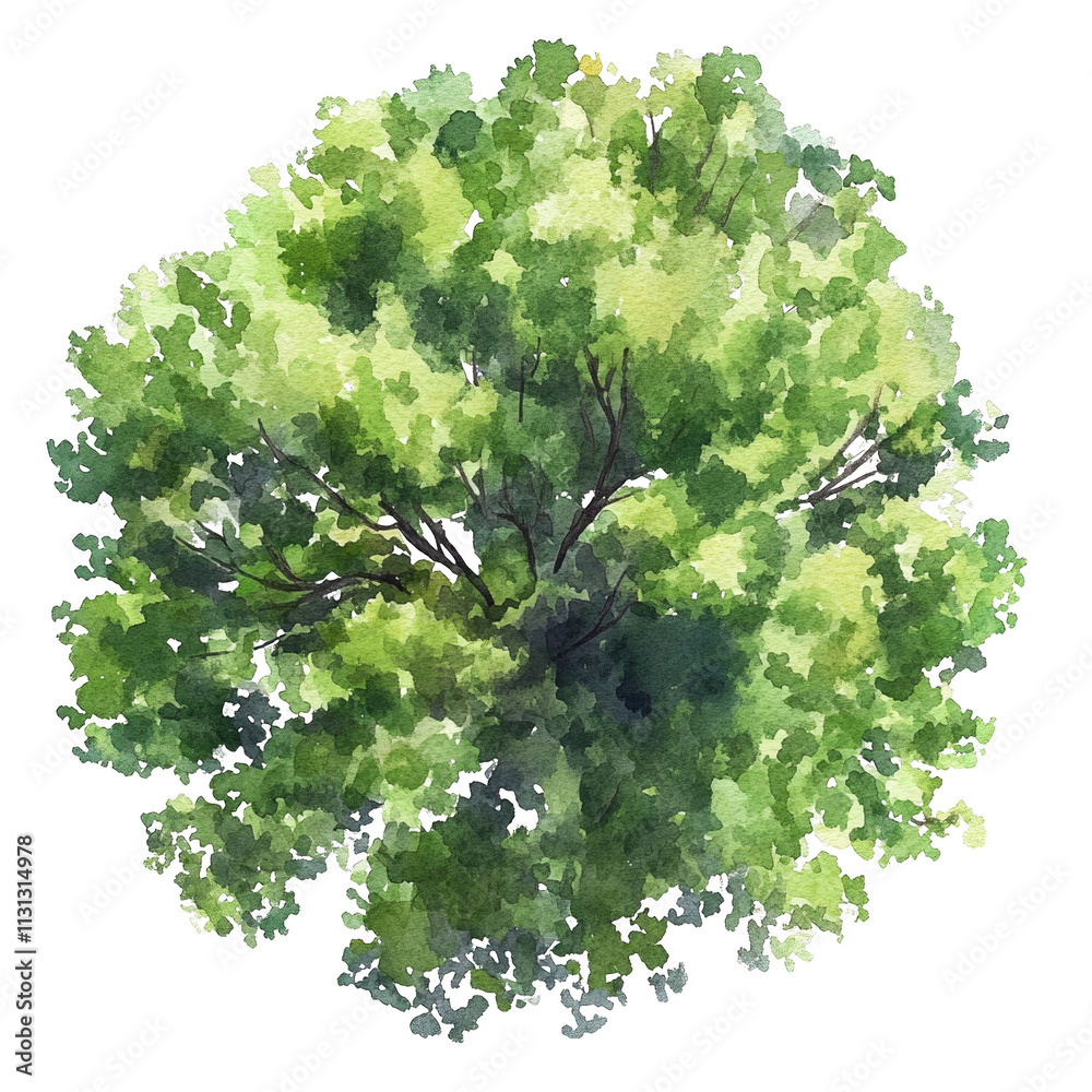 Poster watercolor tree top view on transparent background