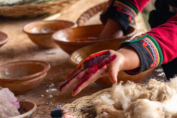 ancestral Inca technique for obtaining cactus cochineal color, Inca natural dye.