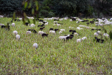 flock of sheep grazing in a meadow, Parâmio, municipality of Braganza, Trás-os-Montes and Alto...