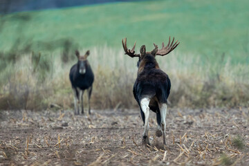 Mammal - bull moose (Alces)

