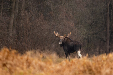 Mammal - bull moose (Alces)
