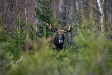 Mammal - bull moose (Alces)
