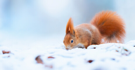 Squirrel sitting in a tree in winter and looking for food.