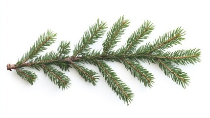 Obraz premium Christmas tree branch with fresh green needles isolated on white background for festive decoration and seasonal themes.