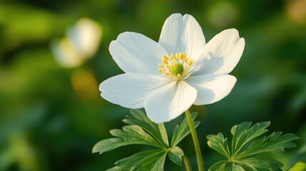 Obraz premium Delicate white flower with prominent yellow center surrounded by lush green foliage in a softened natural background setting