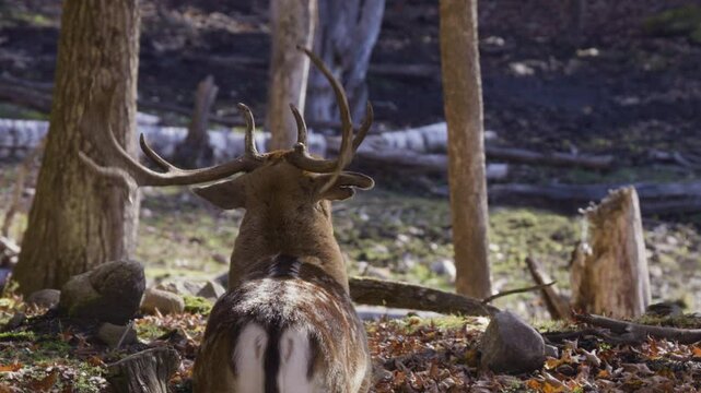 White tailed deer mating call buck