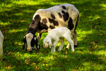 Obraz premium Junges Schaf riecht neben den Engpass Partnachklamm in Deutschland