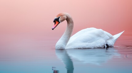 Fototapeta premium Watercolor texture and vibrancy, A serene swan gracefully glides across calm waters, reflecting a pastel sky at sunset, showcasing nature's beauty and tranquility.