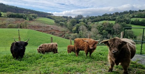 Vacas escocesas en un paraje de Galicia