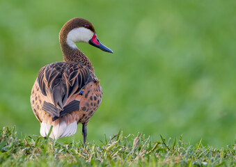 White-cheeked Pintail (Anas bahamensis)
