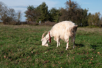 Obraz premium Goats graze on the meadow. Agriculture. Care of goats.