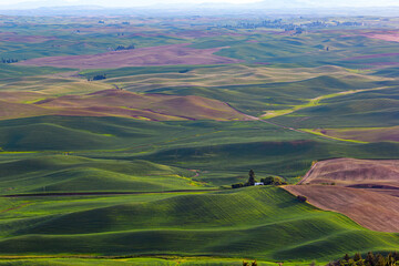 The wavy wheat fileds at Palouse farming area in the Washington State, USA