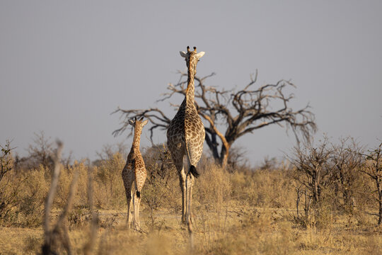 Botswana