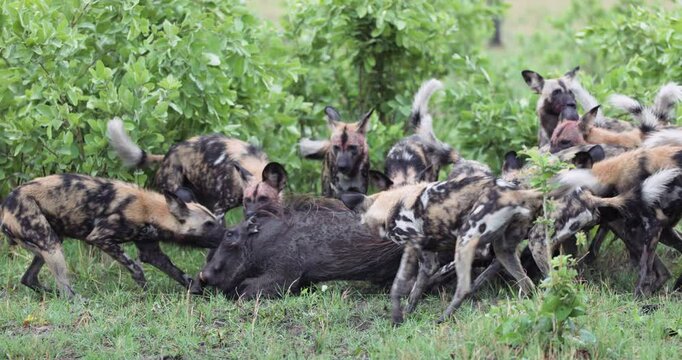 Spectacular slow moiton close-up. A large pack of African Wild Dogs taking down a warthog 