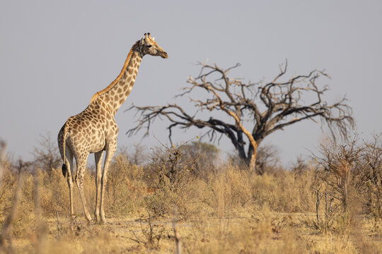 Botswana